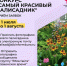 🌸 Телеканал "Тюменское время" в поисках самого красивого палисадника в муниципалитетах Тюменской области - Armizon72.Ru